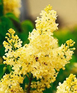 Pomi ornamentali  liliac Galben