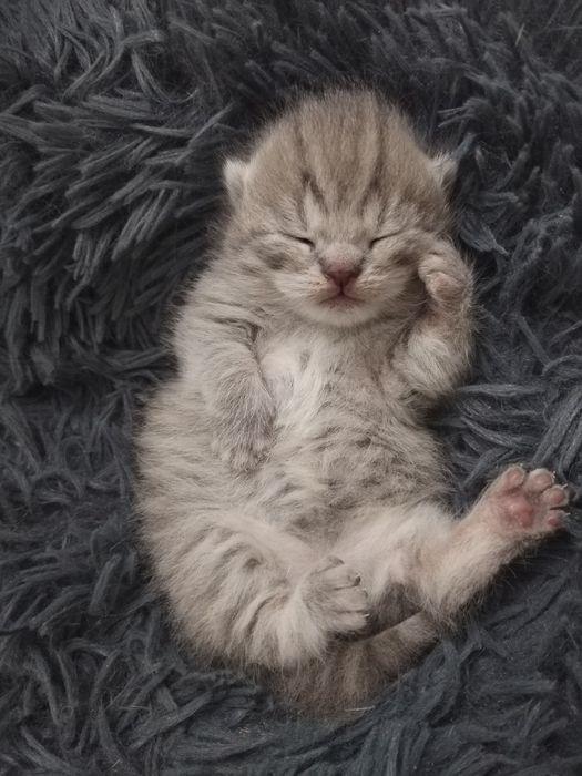 Шотландский фолд девичка бронь га