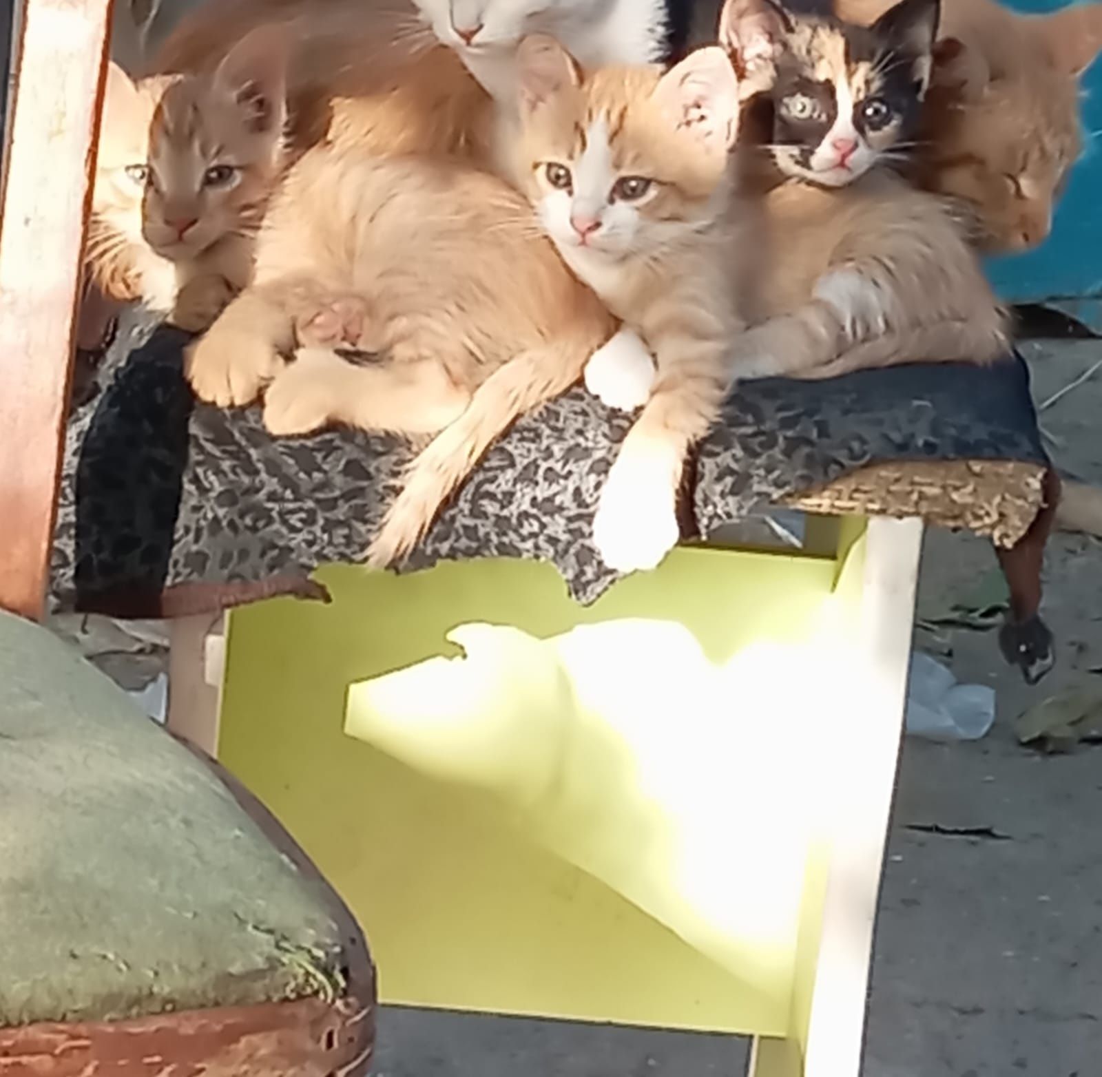 Отдам котят в добрые руки