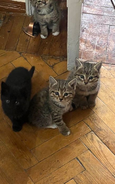 Котята отдам в хорошие руки