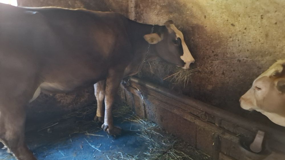Vacă de vânzare!