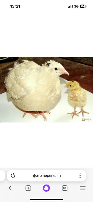 Продам перепелок