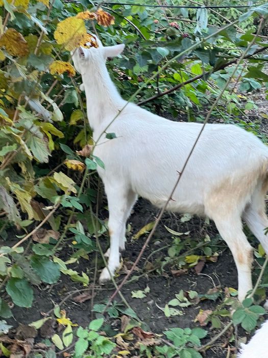 Capre sannen de vânzare. Cele mature au și pedigree