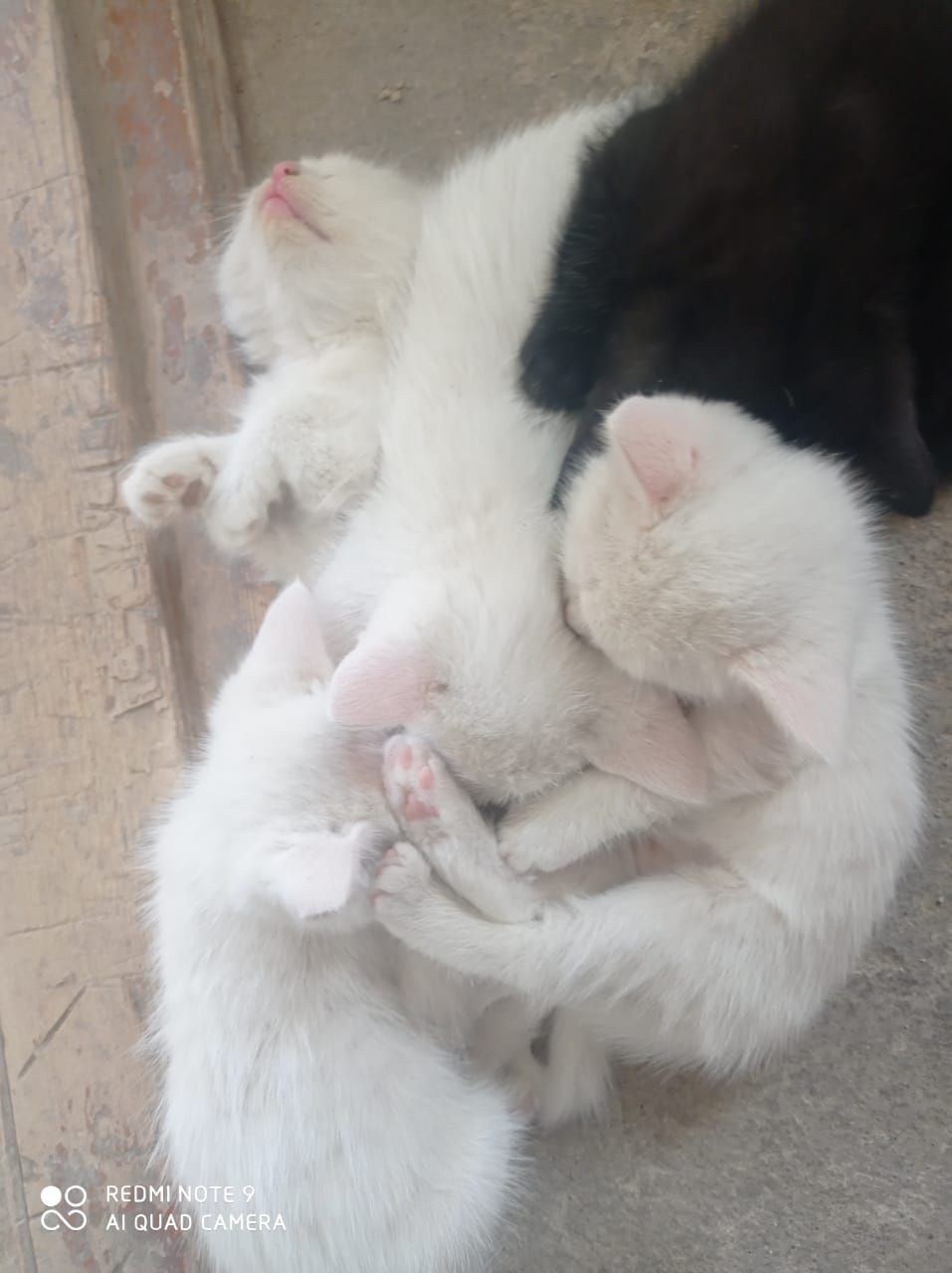 Бесплатно котята