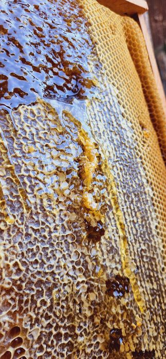 • Miere de albine 2025 •