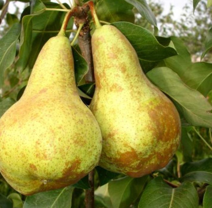 Pomi Fructiferi Străvechi Glia Strămoșească (Soiuri De PĂR)