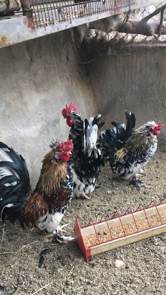 Продавам петлета  и ярки джинки