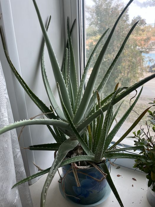 Продам алое вера ,5лет,в хорошем состоянии