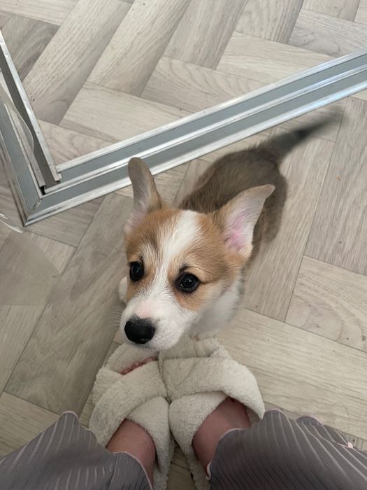 Щенки Корги от клубных родителей