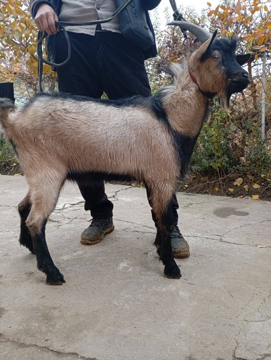 Козел породистый занин