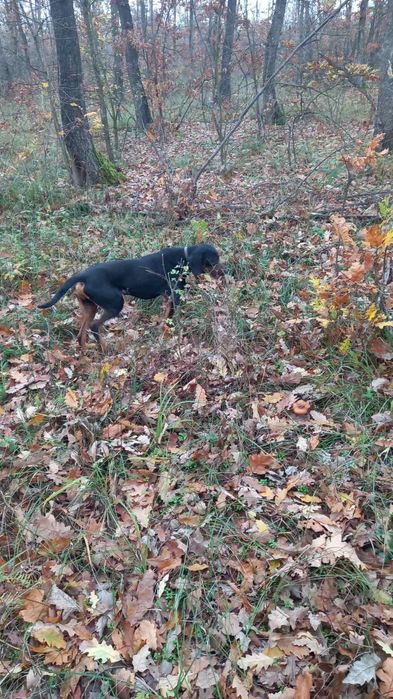 Продавам четири гончета