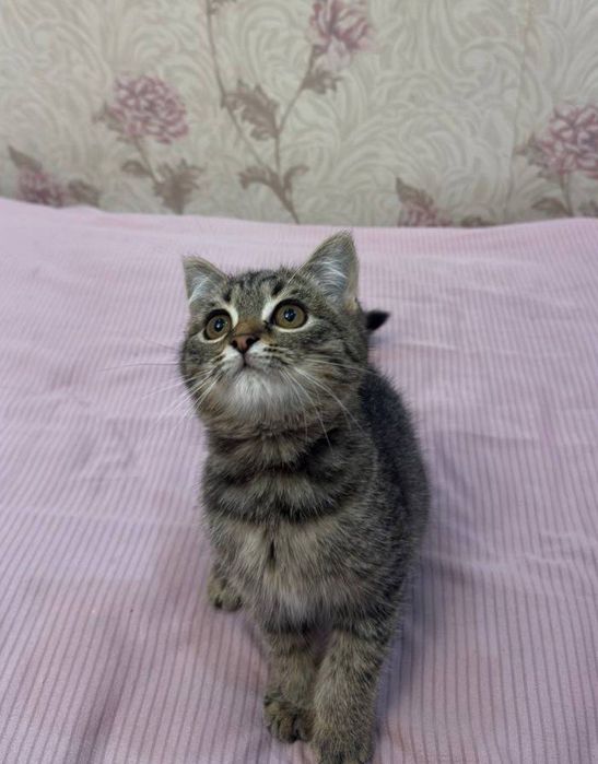 Zotdor mushukcha sotiladi!