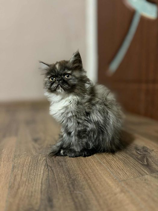 Женско персийско коте