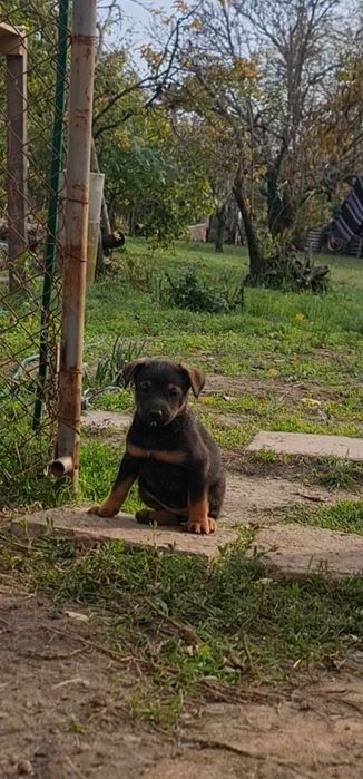 Подарявам Кученца , останаха ми 2 бр