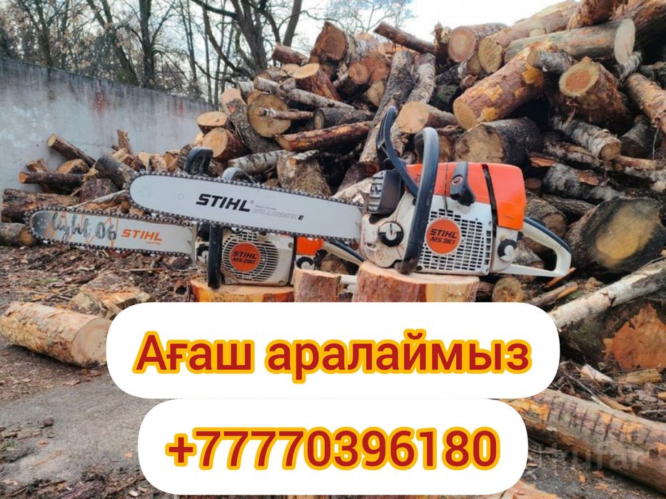 Агаш кесемиз Пилим деревья