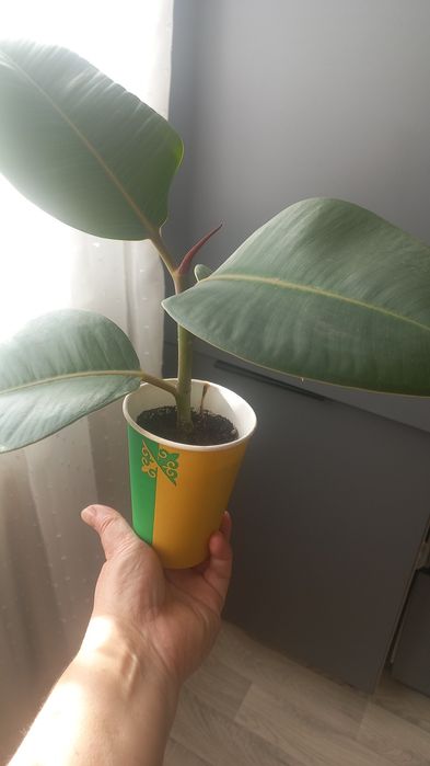 Обменяю на комнатные цветы