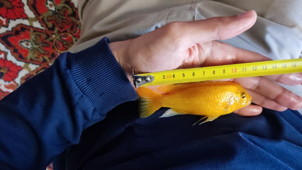 Продам или поменяю взрослый самец лабидохромис еллоу