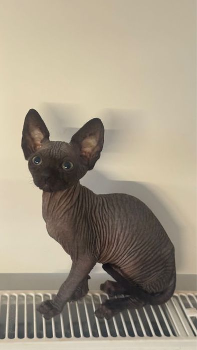 Pisica Sphynx rasa pură