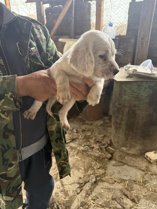 Английски сетери бебета