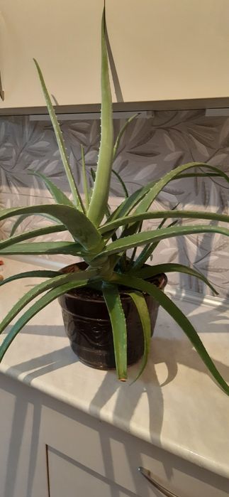 АЛОЭ-ВЕРА без горшка