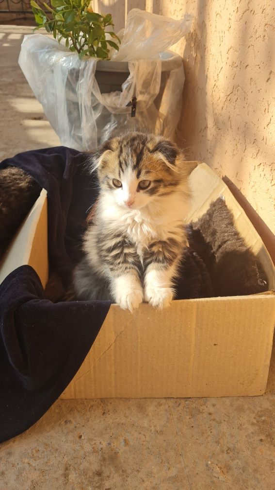 Котята в хорошие руки бесплатно