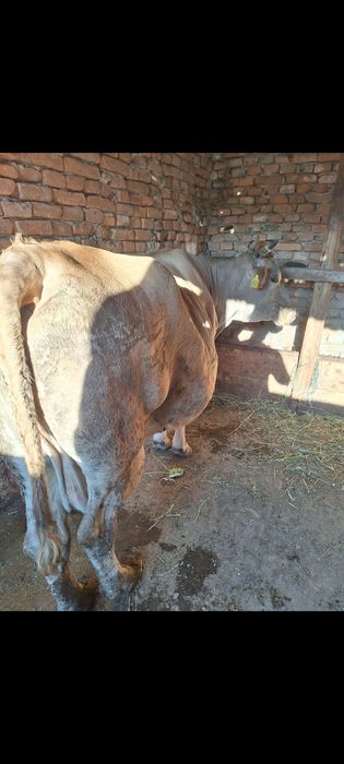 Vând vând Vacă de lapte vacă gestanta în 5 luni