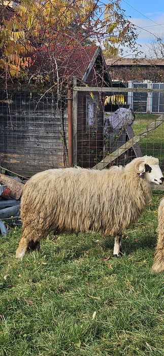 Vând 3 miele de prasila, se vând la kg,17 lei kg
