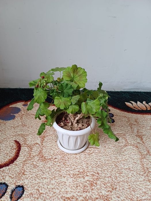 Герань.  Бөлме гүлі герань