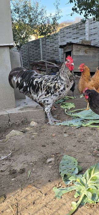 Cocoș Australorp Splash