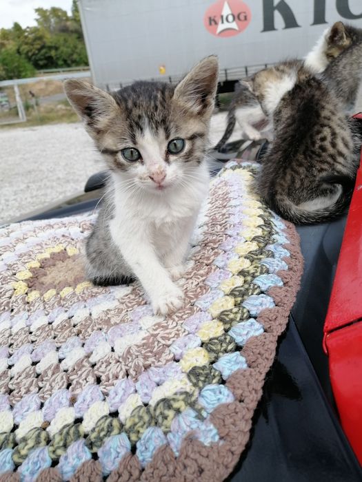 Котенца на 2 месеца