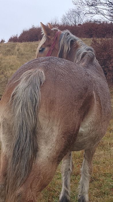 Vând   iapa  garantata