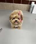 Crescator autorizat , Maltipoo Mini Toy cu microcip ,Factura,Carnet