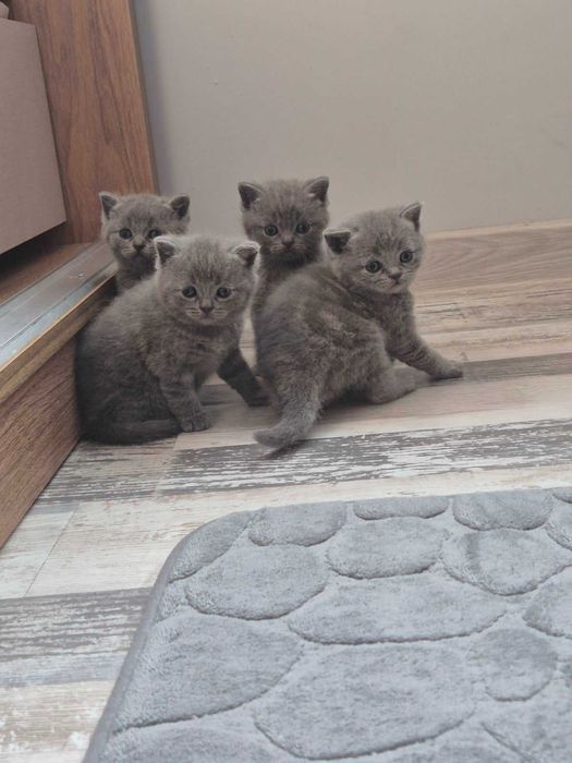 Британска късокосместа