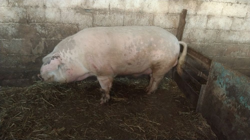 Кабан 1.8 плименной хорошей породы