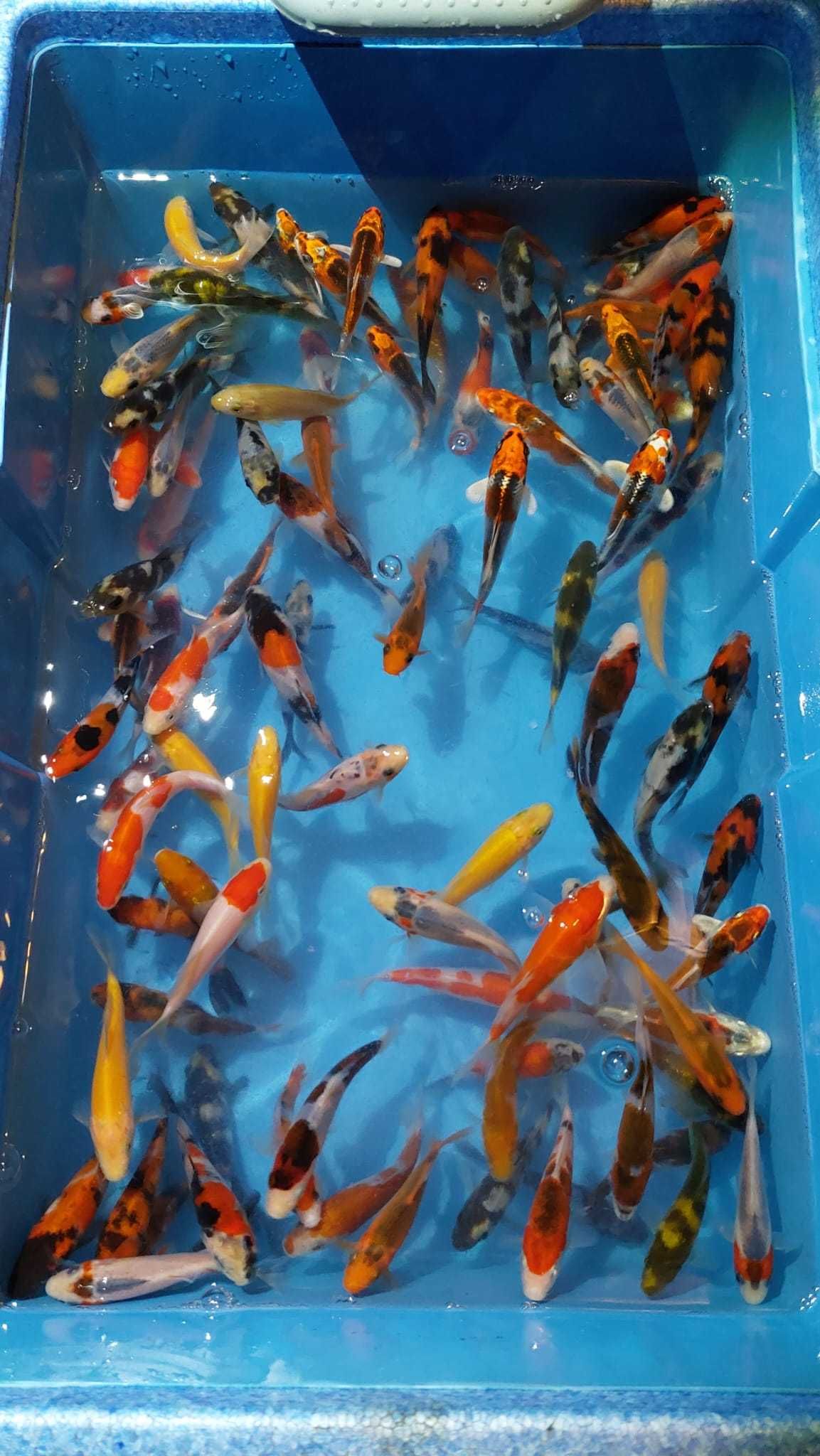 Puiet Sturioni, Morun, Cega, Cega Alba, Nisetru, LIN, Lini