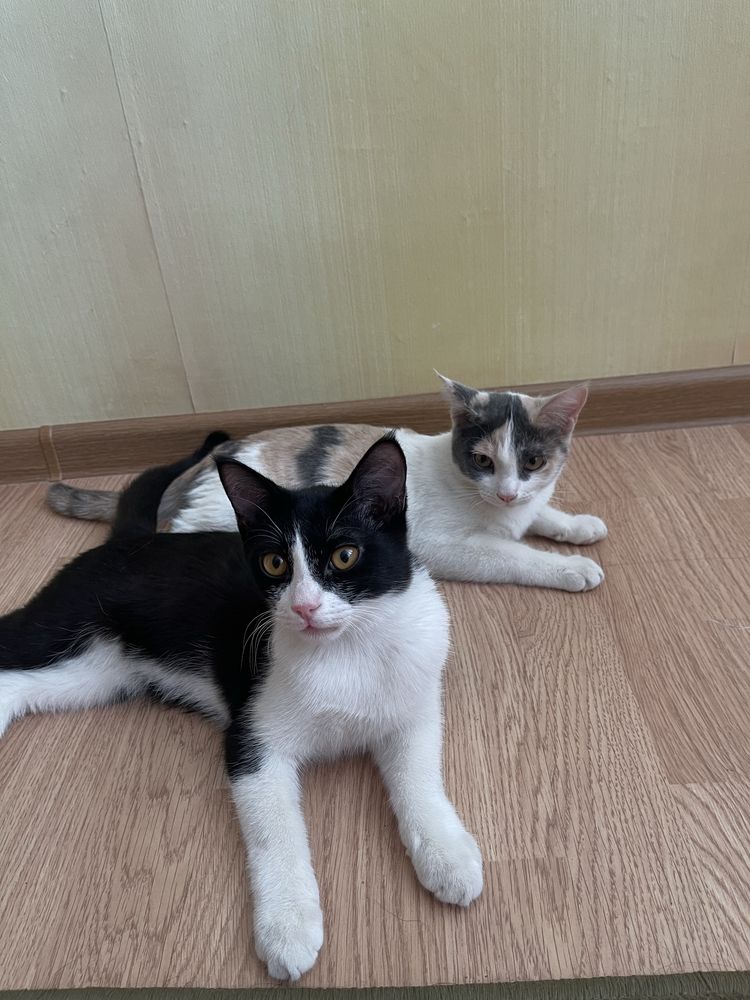 котят кошка котики котик пушистики