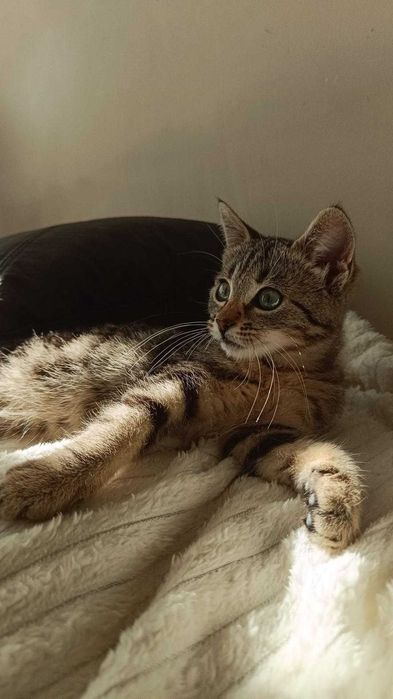 Коте си търси дом