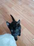 Pui de pisică pentru adopție
