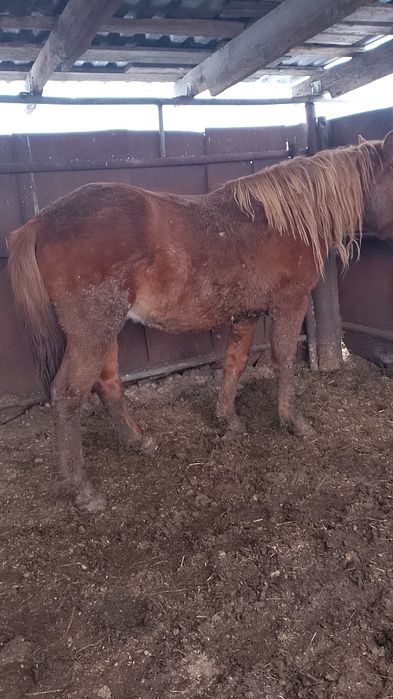 Продам кунан три с половиной года