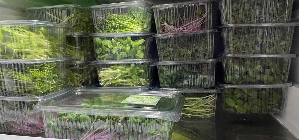 Microplante proaspete (vlăstari) - Livrare gratuita in TG-Mures!