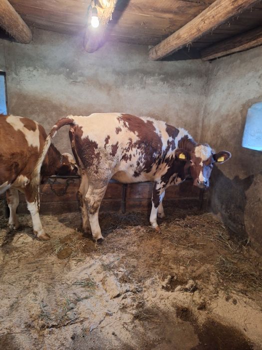 Vând vaci cu lapte si juninci