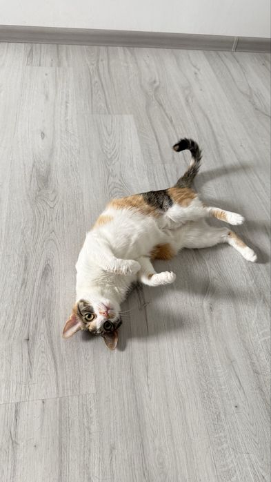 Dau spre adoptie pisicuta