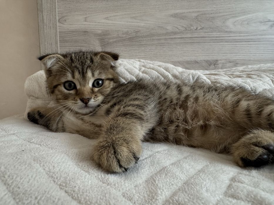Продам шотландского котенка мальчика