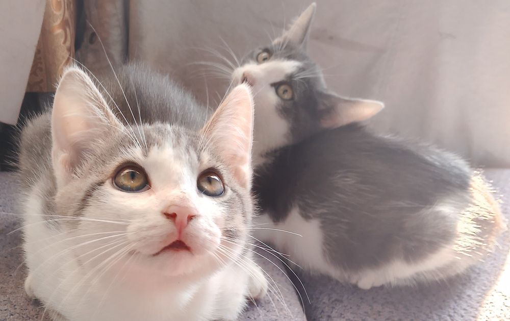 Отдам домашних котят