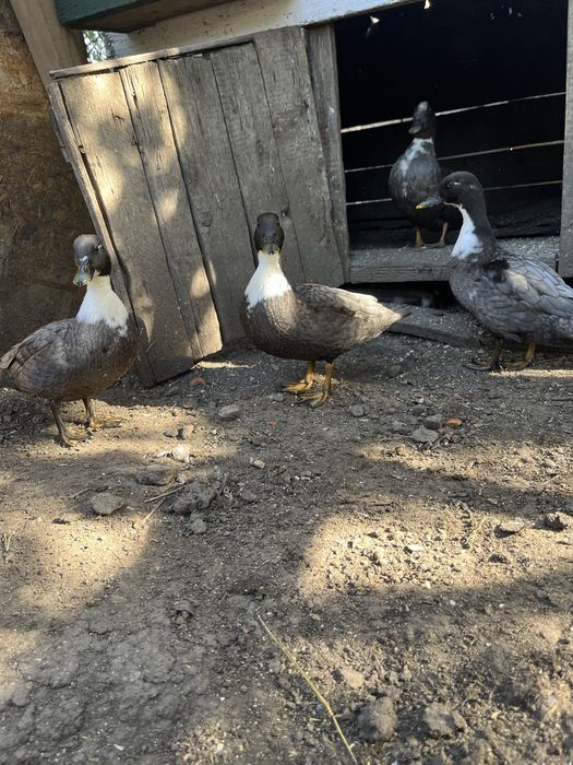 Porumbei iepuri rate pitice