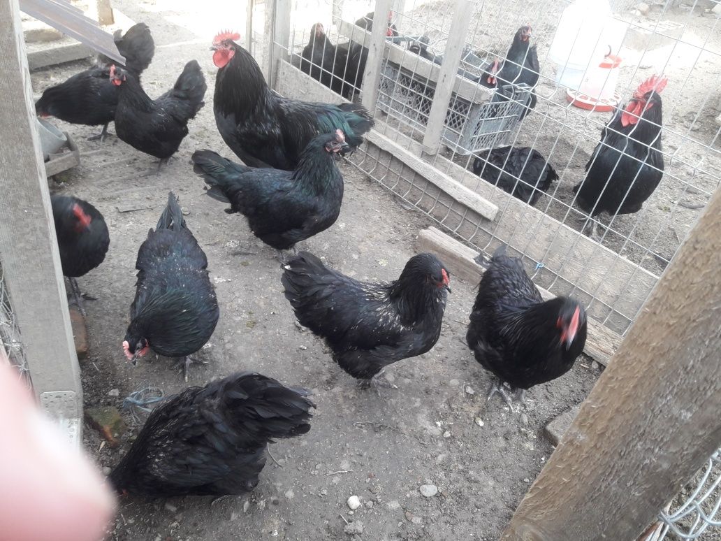Vând ouă rasă găini Australop negru