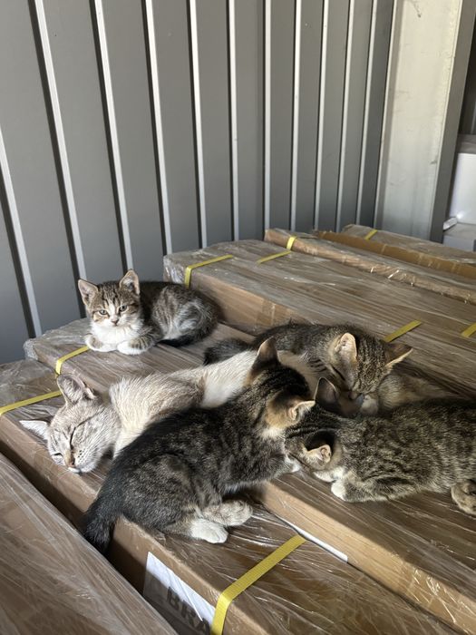 Adoptie 4 pui de pisica Bucuresti/Ilfov