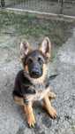 Caine ciobanesc german cu pedigree 10 saptamani