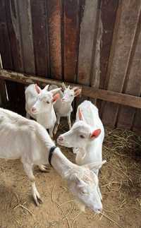 Продаётся дойная коза с 3мя козлятами