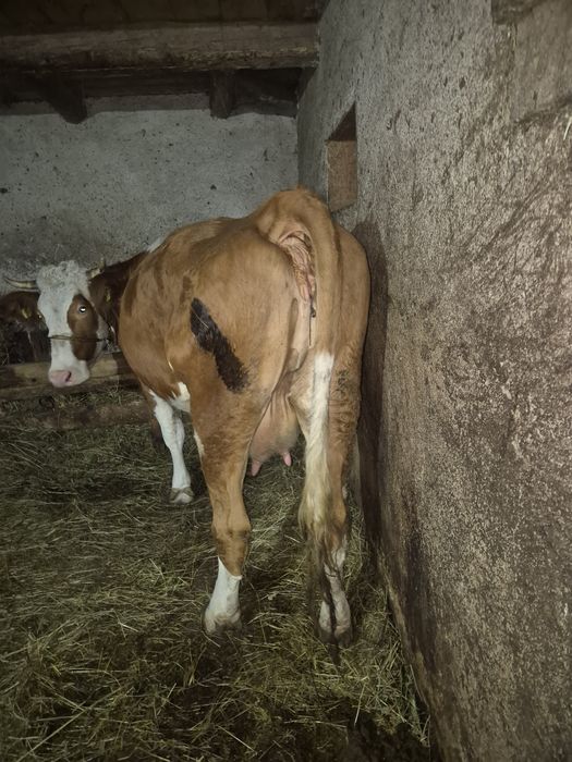 Vand vaca balțata romanesca